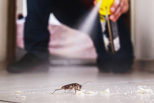 Best Termite Control Services  in Nederland, CO