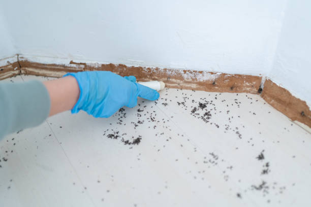 Best Pest Removal Services  in Nederland, CO